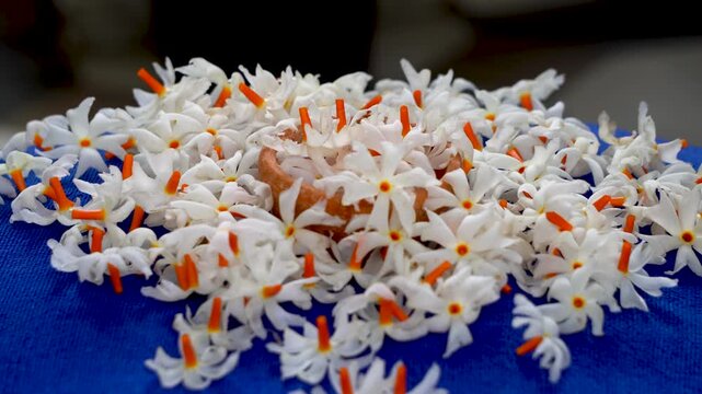 Night Jasmine or Coral Jasmine scientific name Nyctanthes arbor-tristis also known as Parijat or Shiuli panning shot-6
