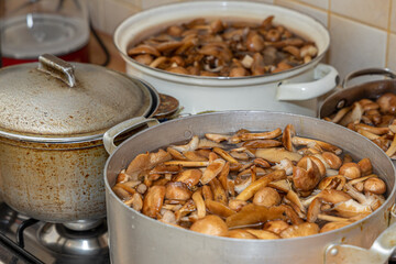 Delicious honey mushrooms in a ceramic plate . Honey fungus (Armillaria mellea) mushrooms in the bowl. Selective focus. Shallow depth of field.Mushrooms in a saucepan.