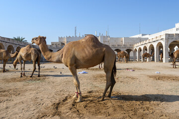 Royal Camels in Doha, Qatar, Middle East