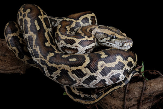 Python molurus bivittatus coiled on a branch isolated on black background