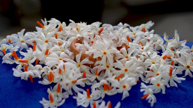 Night Jasmine or Coral Jasmine scientific name Nyctanthes arbor-tristis also known as Parijat or Shiuli falling shot-5