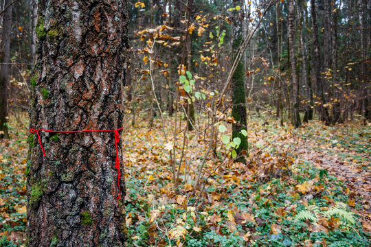 Sturdy tree trunk with rugged bark and moss, marked by a bright red thread, signaling a hiking path through a serene autumn forest scene