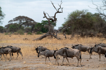 a herd of wildbeests gnus
