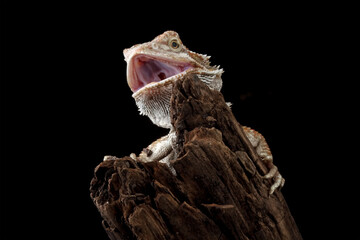 bearded dragon isolated on black background, aggressive lizard