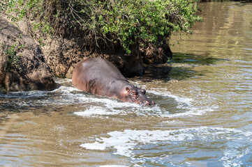 big hippo entering a river