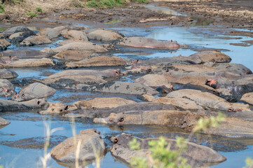 herd of hippos in a river