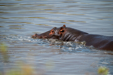 hippo submerged in a river