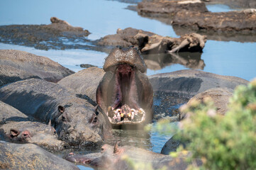 yawning hippo in a river