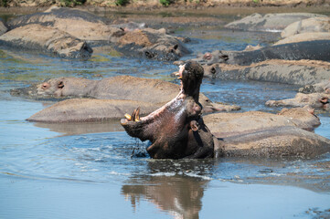 yawning hippo in a river