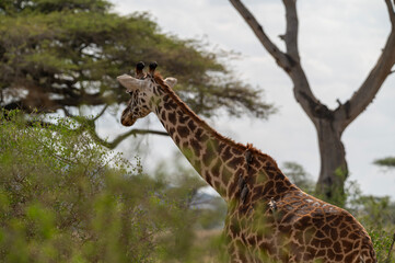 birds sitting on the back of a giraffe