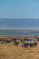 a herd of zebras in front of a lake