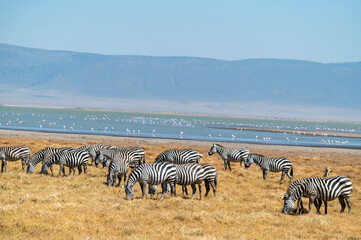 a herd of zebras in front of a lake