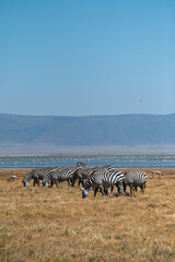 a herd of zebras in front of a lake