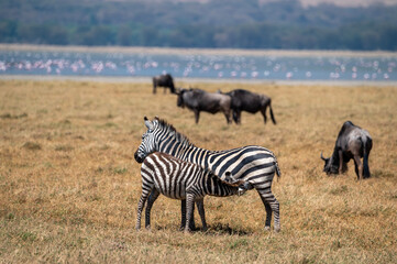 filly zebra drinking at mother