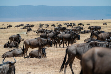 a herd of wildbeests gnus