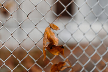 Single dry autumn leaf caught in metal fence, symbolizing seasonal transition and stillness.