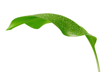 Fresh Green Leaf with Water Droplets