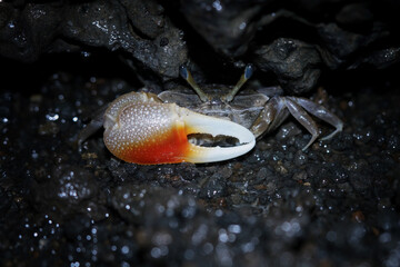 Fiddler crab hiding in the coral