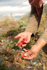 Healthy Eating Concept, Doğal beslenme ve temiz gıda temasıyla taze &ccedil;ilek