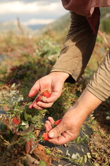Healthy Eating Concept, Doğal beslenme ve temiz gıda temasıyla taze &ccedil;ilek