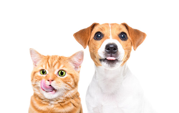 Cute Scottish Straight kitten and Jack Russell Terrier puppy licking together isolated on a white background