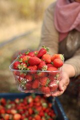 Healthy Eating Concept, Doğal beslenme ve temiz gıda temasıyla taze &ccedil;ilek