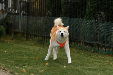 An Akita dog walking in the park. A happy domestic Akita dog. A dog in the park. Autumn, leaves, grass.