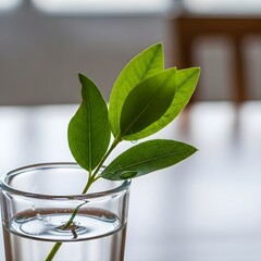 A close-up shot of vibrant green leaves with water droplets, placed in a clear glass filled with water, with a blurred background.
