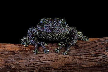 Vietnamese mossy frog on a branch, mossy tree frog isolated on black background, front view frog