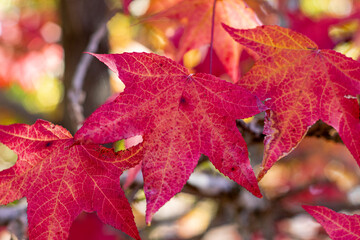 Red autumn leaves changing color on a tree branch