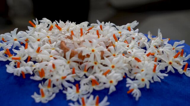 Night Jasmine or Coral Jasmine scientific name Nyctanthes arbor-tristis also known as Parijat or Shiuli wide panning shot-8
