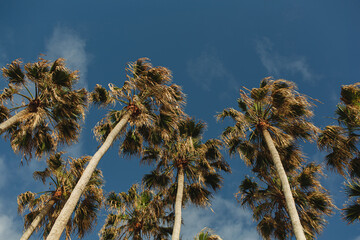 Lush palm fronds against a vivid blue sky, embodying the ultimate tropical escape © Floral Deco