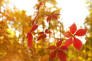 bright orange-red leaves of wild grapes close up, sunny abstract landscape. beautiful autumn nature background. fall season concept. artistic nature image with plant leaves. soft focus