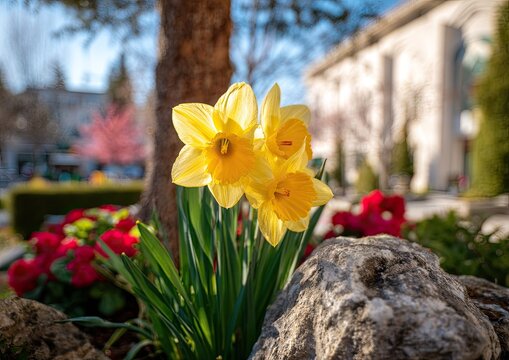 Bright yellow daffodils bloom in a garden with red flowers. - Powered by Adobe