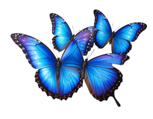 A set of three very beautiful blue butterflies with color transitions isolated on a t