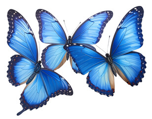 Obraz premium A set of three very beautiful blue butterflies with color transitions isolated on a t (3)