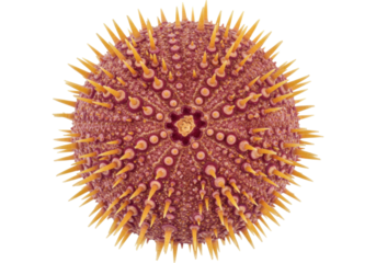 Isolated Sea Urchin with Spikes is a Beautiful and Intricate Echinoderm on Display