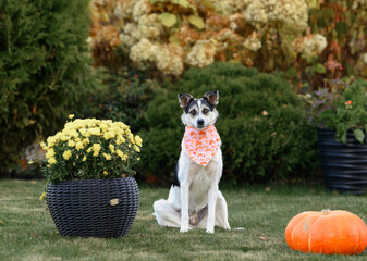 A mongrel puppy walks in the park. A mixed-breed, a dachshund and a Labrador. A happy domestic dog of no breed. A stray dog ​​in the park. Autumn, leaves, grass