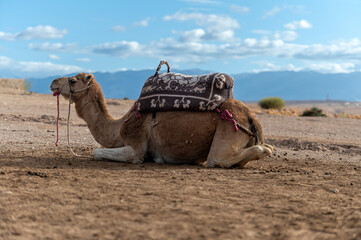 Camel resting in the Agafay desert landscape of Morocco during the day