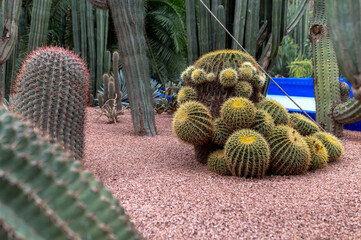Diverse cacti showcase their unique shapes and textures in a Moroccan garden setting.