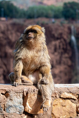 Baboons sit comfortably on a stone ledge, enjoying the view in Morocco's natural landscape.