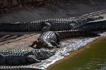 Large crocodiles rest on the shore of a pond during midday in Morocco.