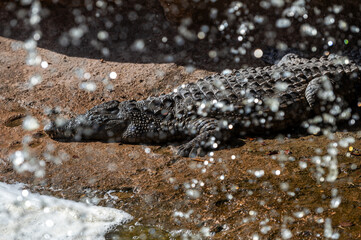 Crocodile lies still by water while droplets create a misty effect in the background.
