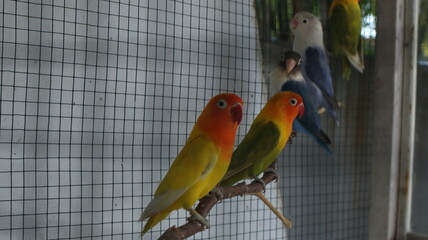 lovebird with attractive feather color in a red cage