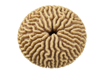 Isolated brain coral polyp on display, a marine invertebrate sea organism species