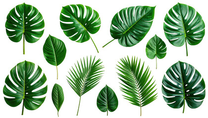 Tropical foliage isolated monstera and palm leaves on black