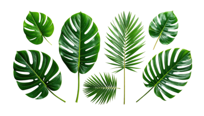 Assorted lush green tropical foliage isolated against black