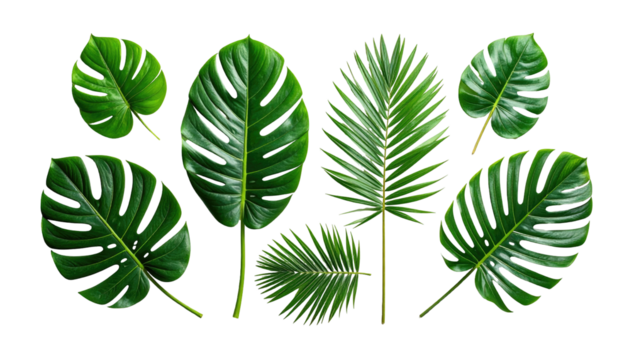 Assorted lush green tropical foliage isolated against black