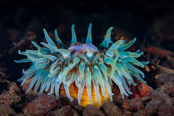 Dahlia sea anemone from Norway