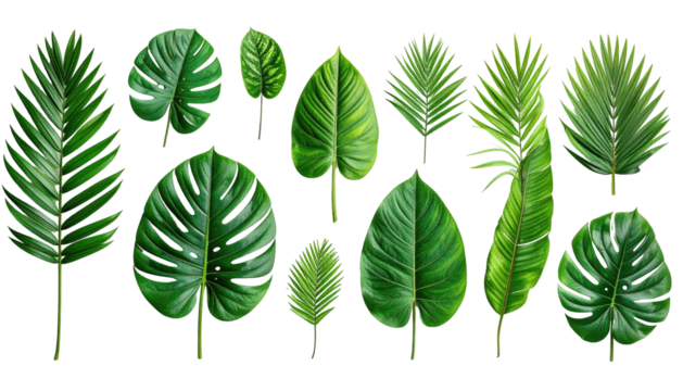 Lush green tropical leaves of various sizes, isolated on black